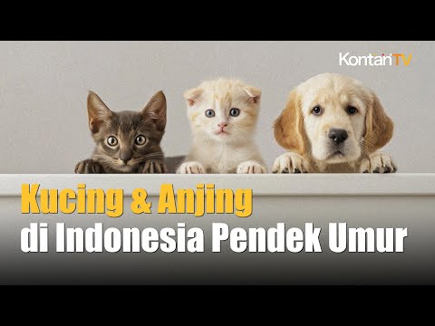 Usia Harapan Hidup Kucing dan Anjing di Indonesia Jauh di Bawah Rata Rata Global | Kontan News