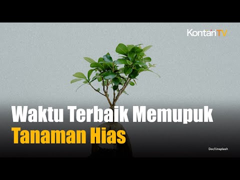 Inilah Saat Tepat Tanaman Hias Dipupuk | KONTAN News