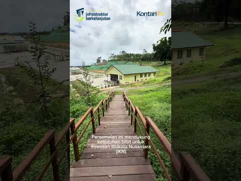 Persemaian Bibit IKN #kontantv #ikn #bibit #mentawir