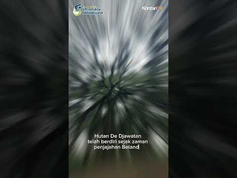 Jelajah Hutan Banyuwangi