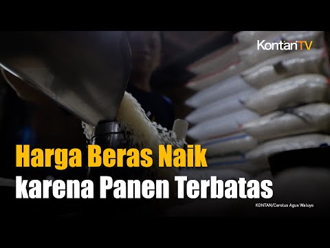 Bulog: Harga Beras Naik karena Panen Padi Mulai Terbatas | KONTAN News