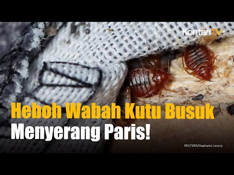 Wabah Kutu Busuk Melanda Paris Jelang Olimpiade 2024 I KONTAN News