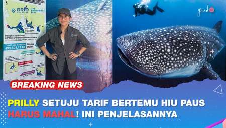 Prilly Latuconsina Setuju Wisata Bertemu Hiu Paus Harus Bertarif Mahal, Ini Penjelasannya!
