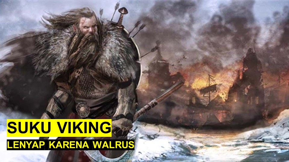 Studi Menunjukkan Bahwa Suku Viking Lenyap karena Walrus, Kok Bisa?