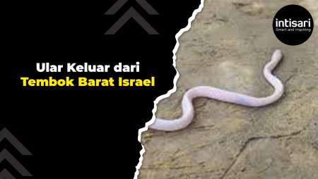 Ular Keluar dari Tembok Barat Israel: Pertanda Kiamat?
