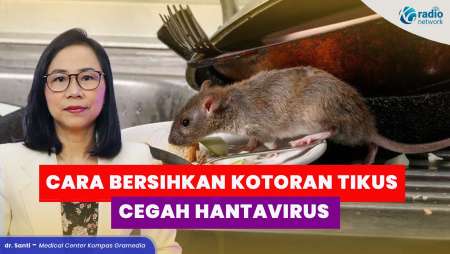 Cara Aman Bersihkan Kotoran Tikus untuk Cegah Hantavirus Mematikan