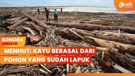 Kayu Gelondong Hanyut Terbawa Banjir, Menhut: Kayu Berasal Dari Pohon Lapuk | SONORA UPDATE