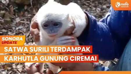 Karhutla Gunung Ciremai Mulai Padam, Satwa Surili Terdampak Kebakaran | SONORA UPDATE