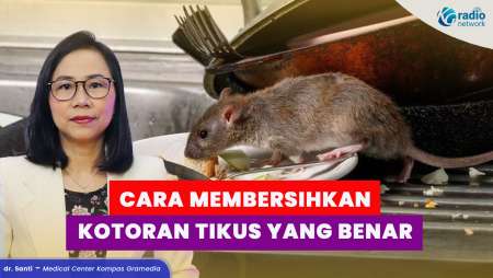 Waspada Hantavirus! Cara Membersihkan Kotoran Tikus yang Benar