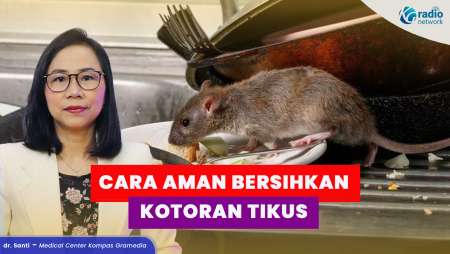 CEGAH HANTAVIRUS! Cara Aman Membersihkan Kotoran Tikus
