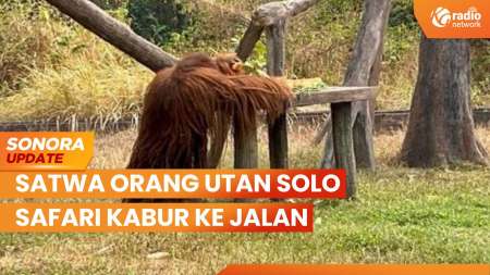 Satwa Orang Utan Solo Safari Kabur Ke Jalan Raya | SONORA UPDATE