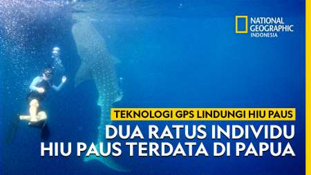 Menyelamatkan Hiu Paus di Teluk Cendrawasih Papua