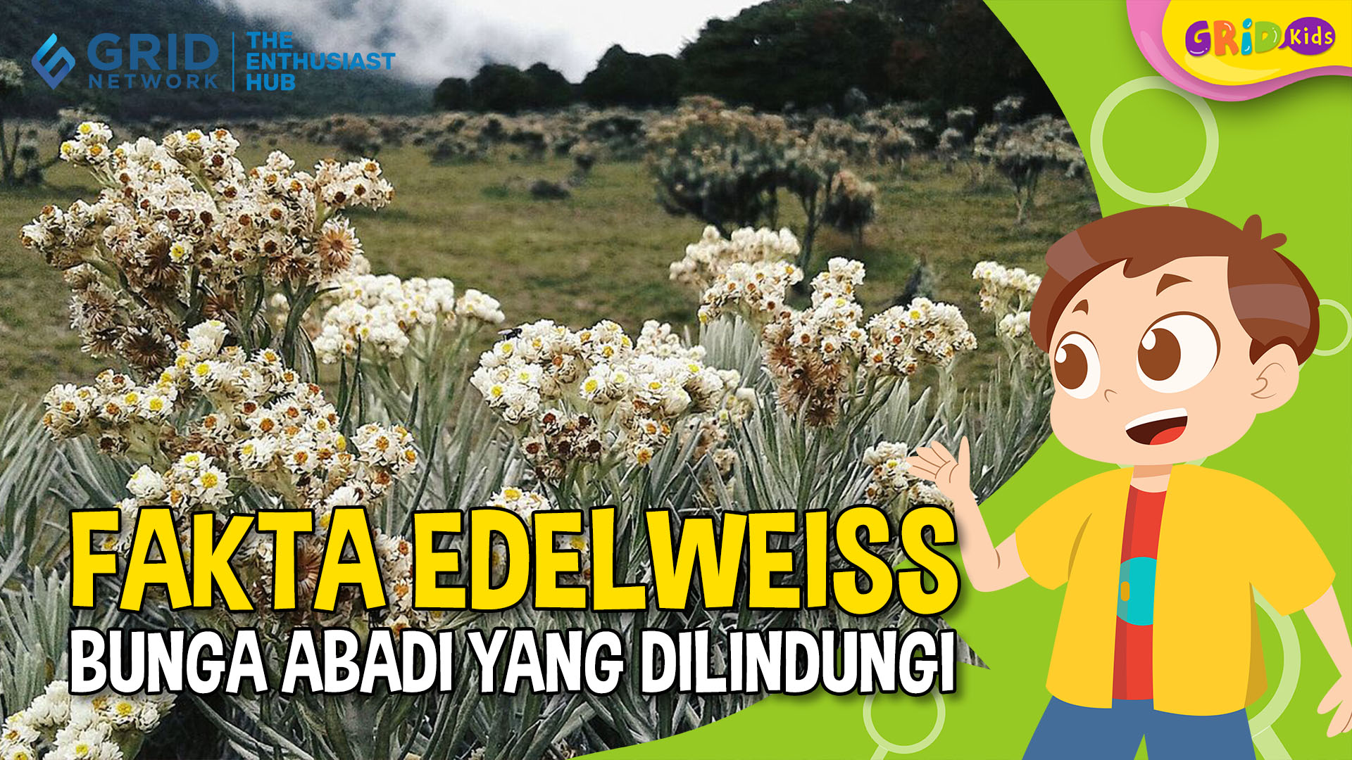 Fakta Menarik Edelweiss - Bunga Unik yang Hanya Tumbuh di Dataran Tinggi