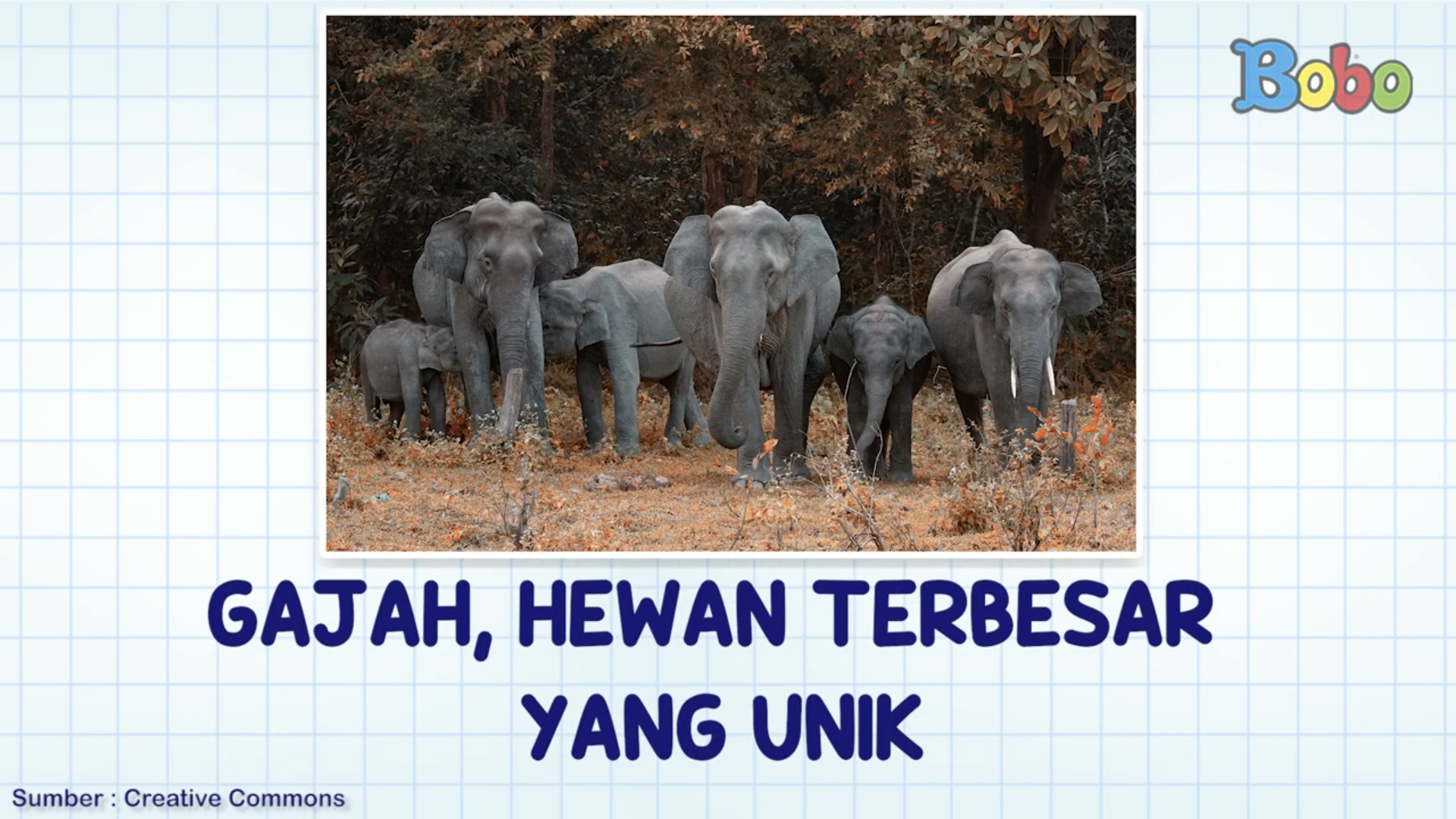 PENGETAHUAN - Fakta Menarik Gajah