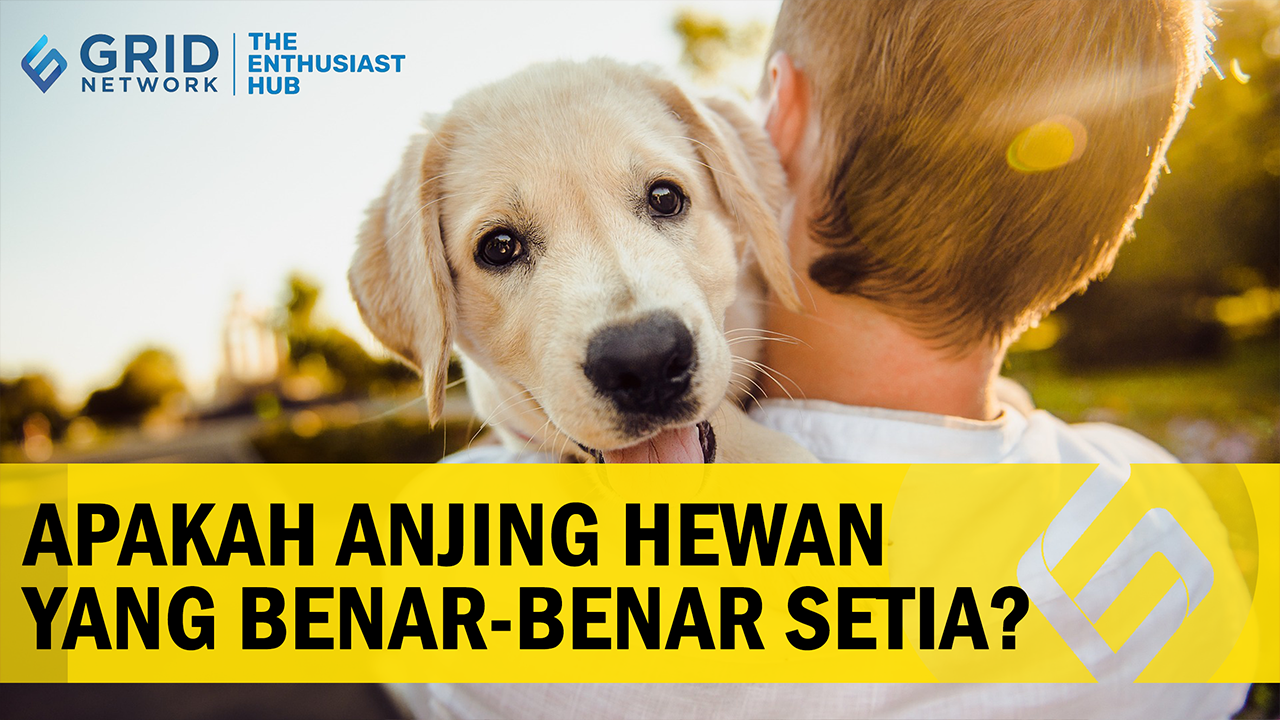 Alasan Anjing Sangat Setia pada Pemiliknya #AkuBacaAkuTahu