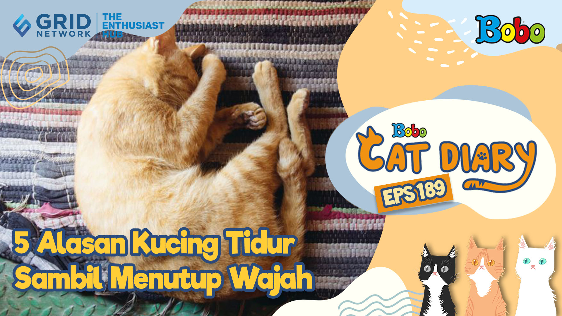 Kucing Lucu - 5 Alasan Kucing Tidur Sambil Menutup Wajah - Bobo Cat Diary Eps 189