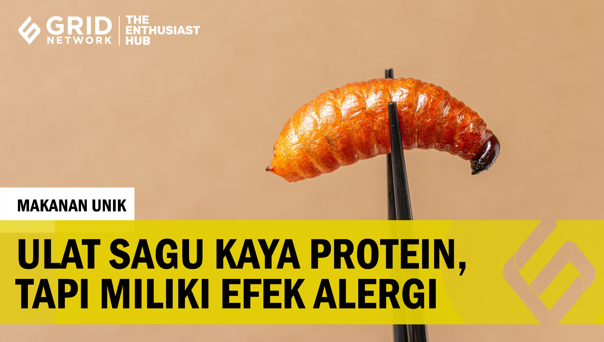 ULAT SAGU, MAKANAN UNIK KAYA PROTEIN DARI PAPUA