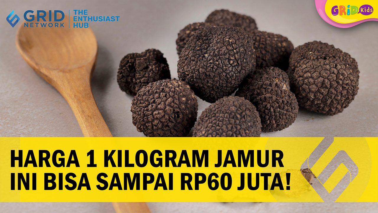 Kenapa Jamur Truffle Dijual dengan Harga yang Sangat Mahal? AkuBacaAkuTahu