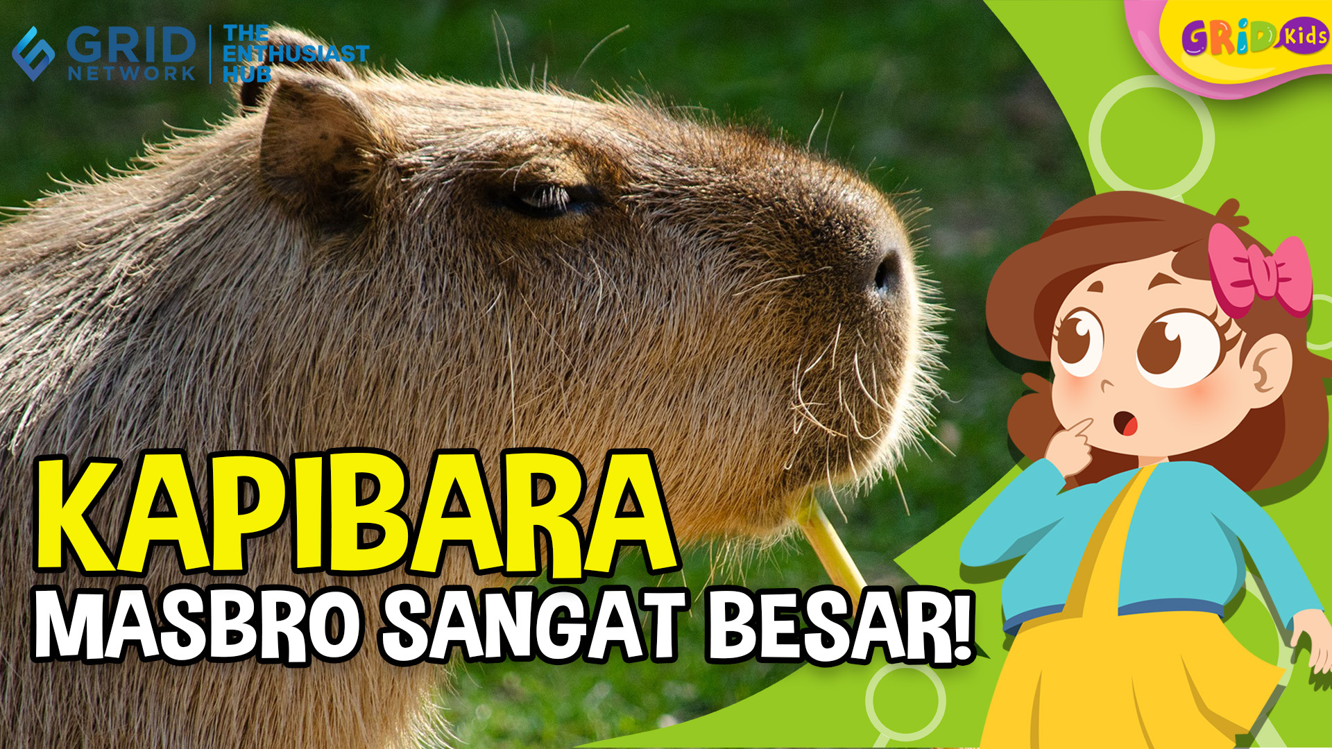Mengenal Hewan Kapibara yang Memiliki Ukuran Tubuh Lebih Besar dari Berang-Berang