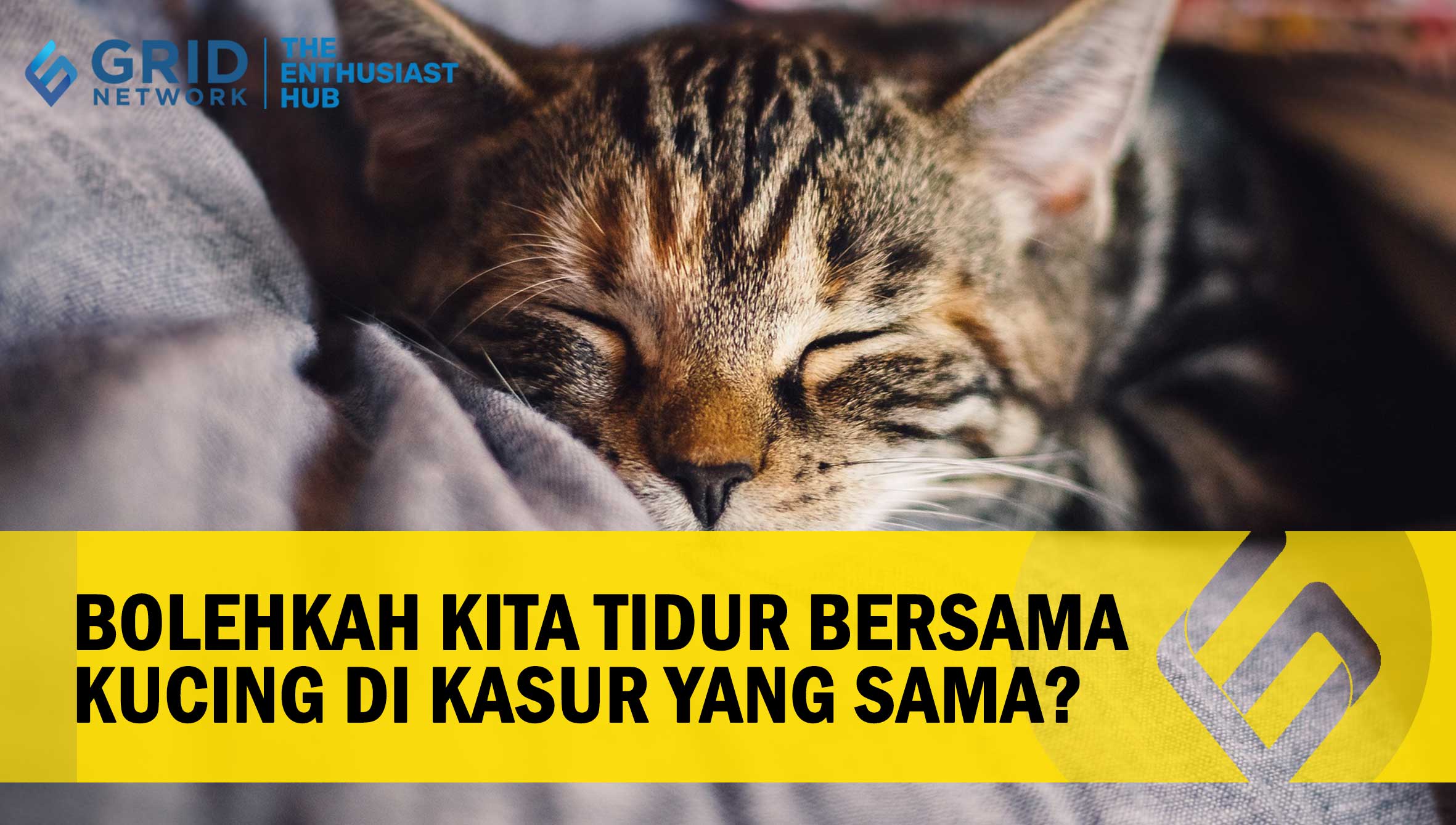 Bolehkah Kita Tidur Bersama Kucing di Kasur yang Sama?