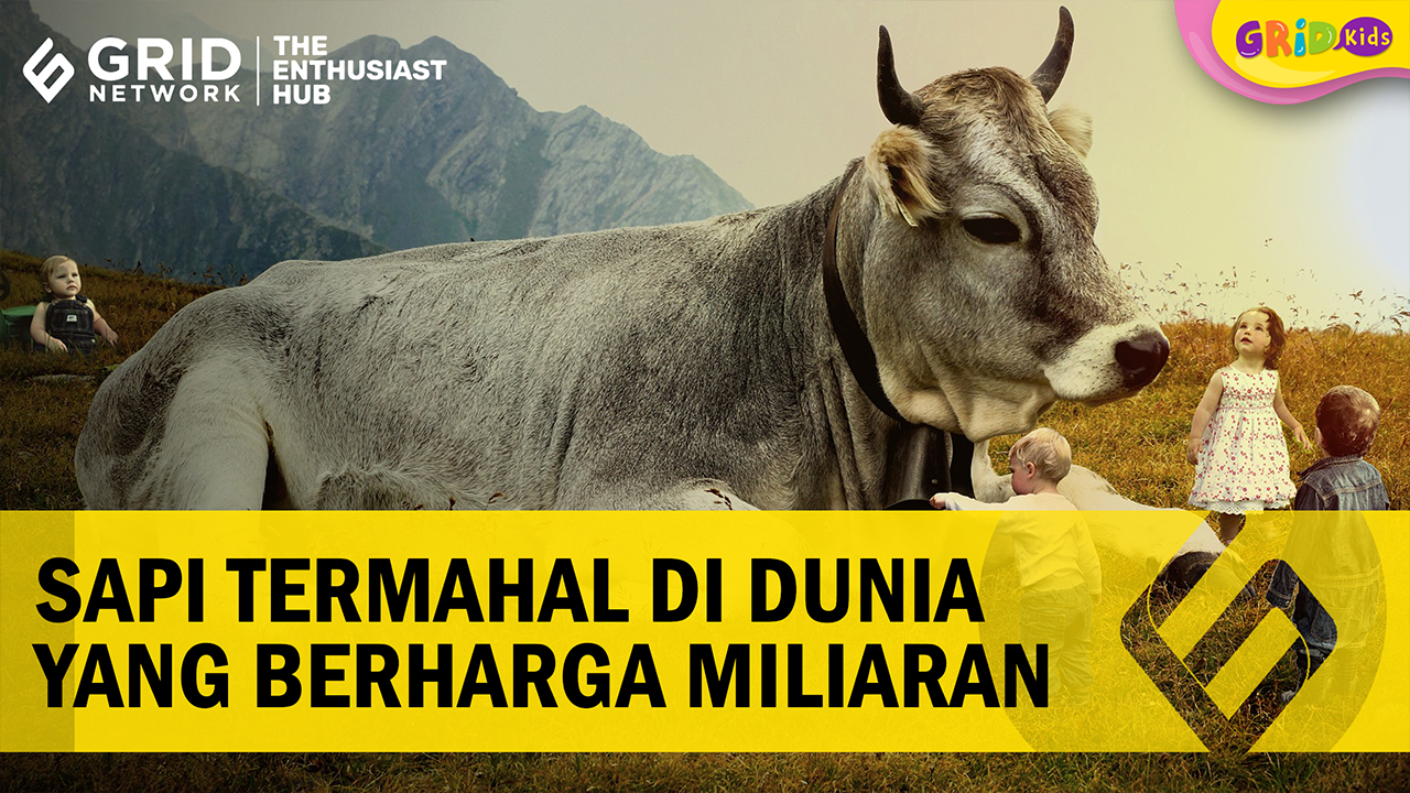 Video: Harganya Mencapai Miliaran Rupiah, Inilah 3 Jenis Sapi Termahal ...