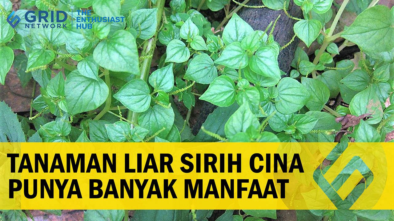 Manfaat Sirih Cina Yang Jarang Diketahui Kamu Harus Coba