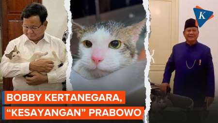 Mengenal Bobby Kertanegara, Kucing yang Dirawat Prabowo sejak 2017