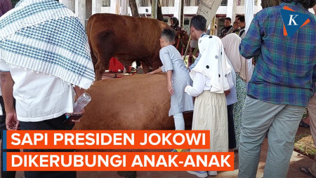 Saat Warga Kerubungi Sapi Jokowi di Masjid Istiqlal... 