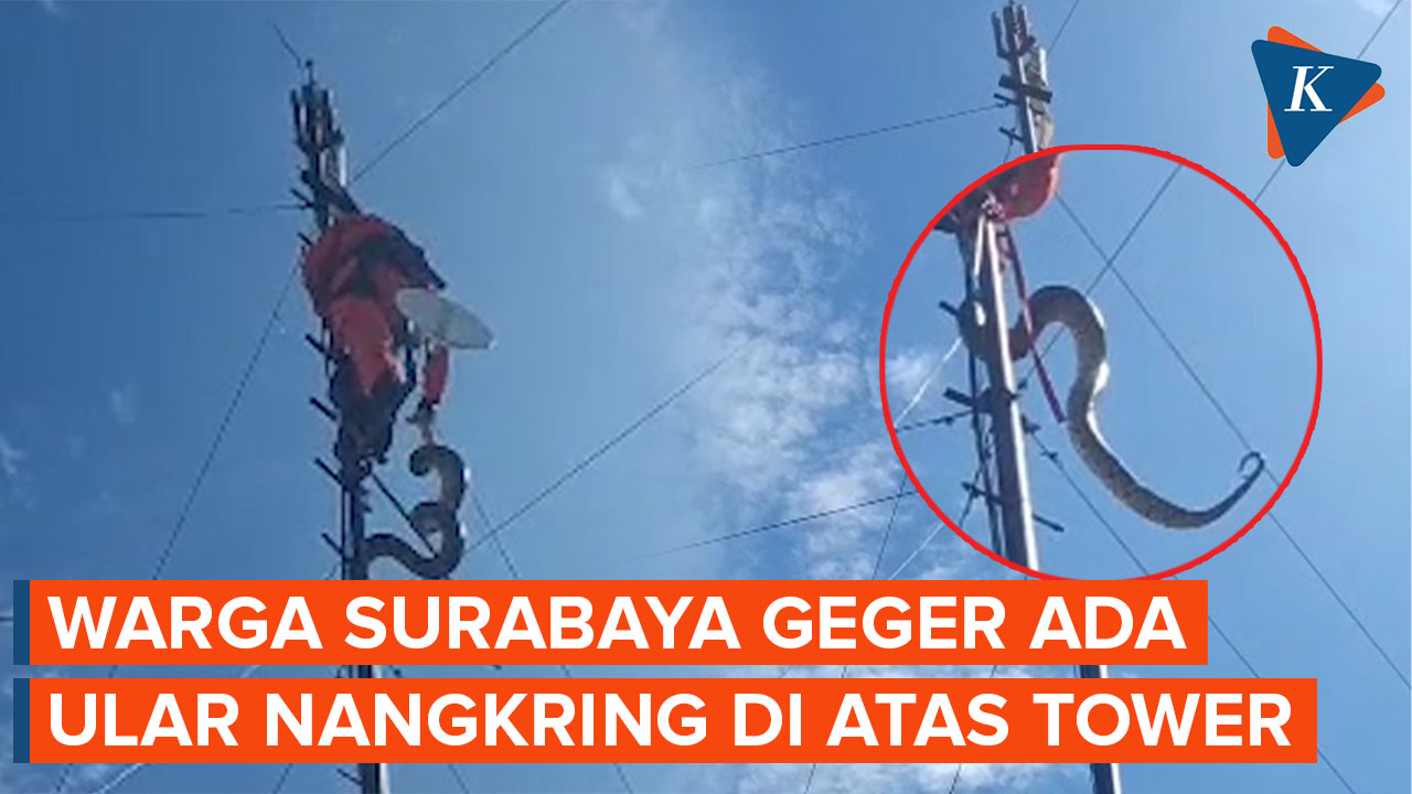Warga Surabaya Geger Ada Ular 'Nangkring' di Atas Tower Internet