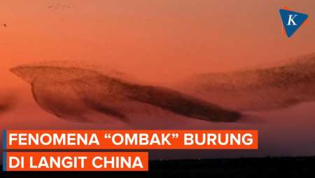 Penampakan Fenomena 'Gelombang' Gerombolan Burung di Langit China