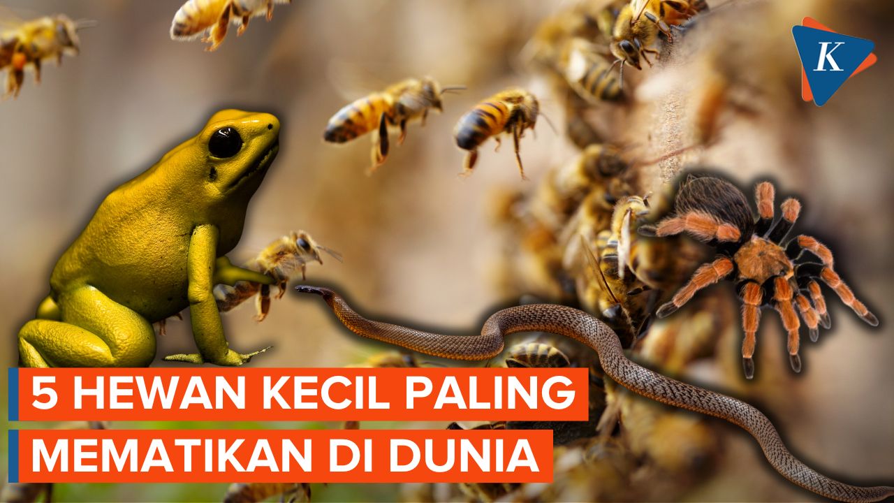 Kontribusi ini bersifat sukarela dan