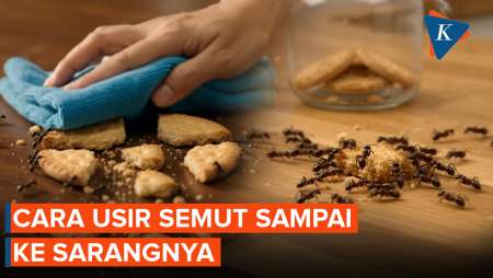 Cara Ampuh Mengusir Koloni Semut Di Dalam Rumah
