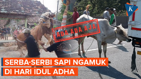 Sapi Kurban 