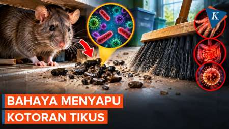 Jangan Asal Sapu Kotoran Tikus! Ada Bahaya yang Mengintai