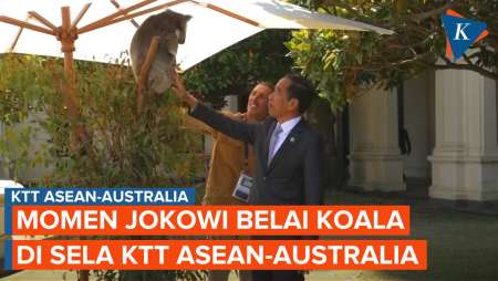 Momen Jokowi Belai Koala yang Asyik Nangkring di Atas Pohon