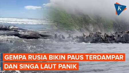 Penampakan Empat Paus Terdampar di Jepang Imbas Gempa Dahsyat Rusia