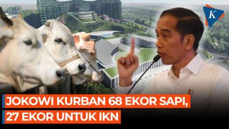 Jokowi Kurban 68 Ekor Sapi, 27 Ekor Sapi Diberikan untuk IKN