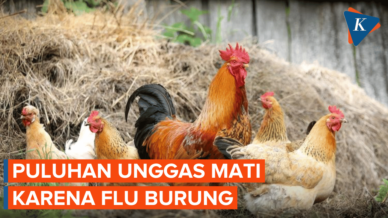 Teror Virus Flu Burung Muncul di Cimahi, Belasan Unggas Mati Mendadak
