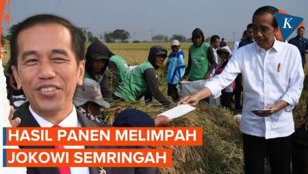 Jokowi Senang Panen Padi di Subang Capai 9 Ton per Hektare