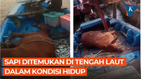 Sedang Mencari Ikan, Nelayan ini Malah Temukan Sapi Hidup di Tengah Laut