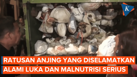 Ratusan Anjing yang Nyaris Dijagal, Mengalami Luka Serius hingga Cacingan