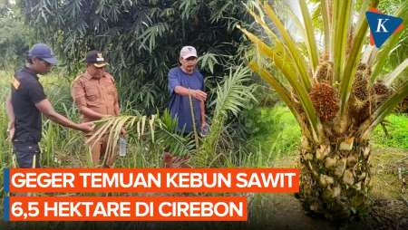 Temuan Kebun Sawit Di Cirebon, Dinas Pertanian: Kami Juga Kaget, Tiba-tiba Ada