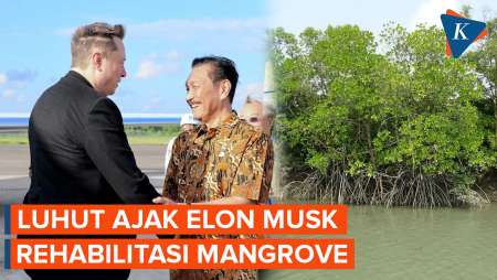 Luhut Ajak Elon Musk Rehabilitasi Mangrove di Indonesia