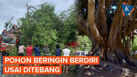 Heboh Pohon Beringin Tua Berdiri Lagi Usai Ditebang di Wonogiri