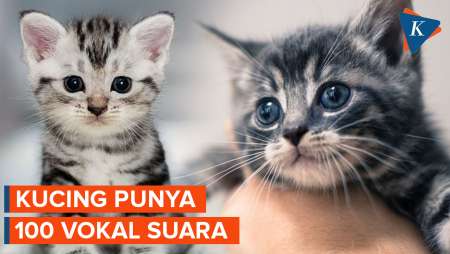 Tahukah Kamu? Kucing Punya 100 Vokal Suara yang Berbeda