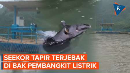 Seekor Tapir Terjebak di Bak Pembangkit Listrik