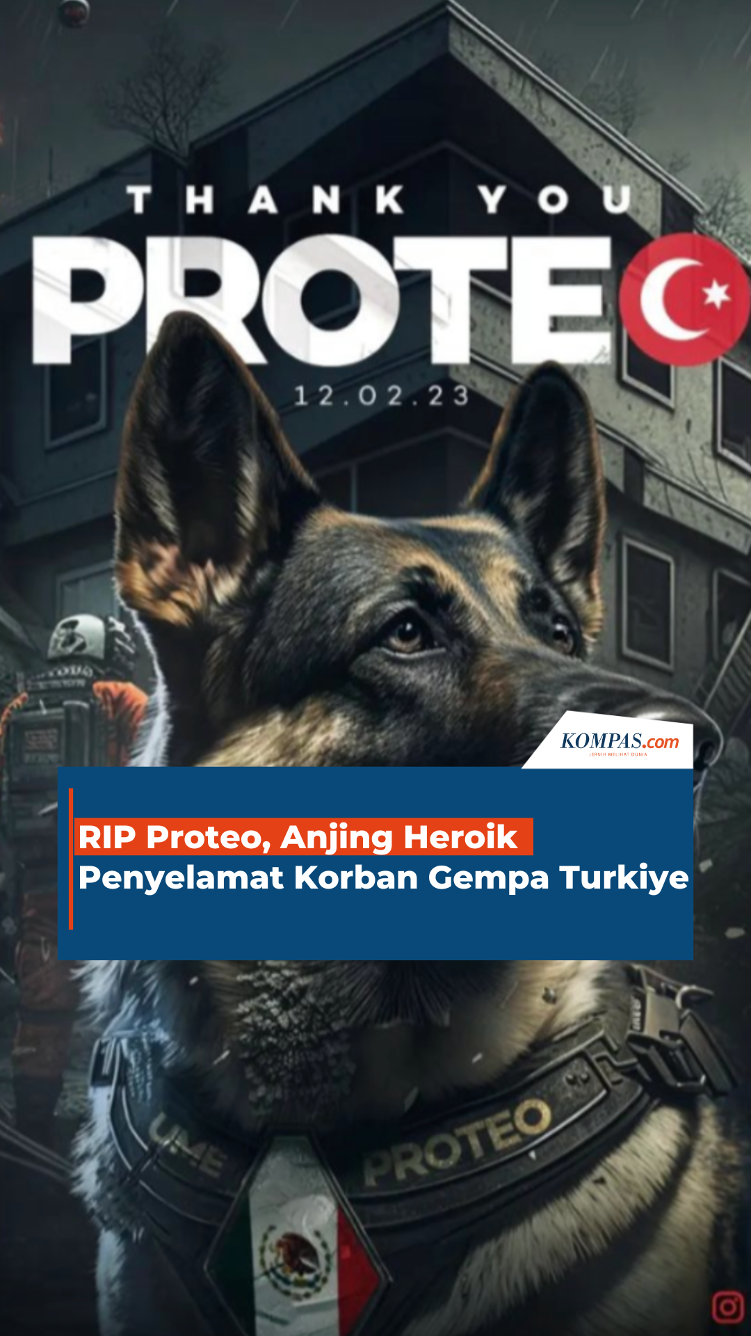 RIP Proteo, Anjing Heroik Penyelamat Korban Gempa Turkiye