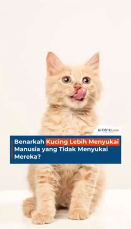 Benarkah Kucing Lebih Menyukai Manusia yang Tidak Menyukai Mereka?