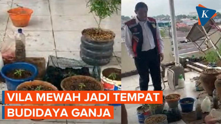 Vila Mewah Jadi Tempat Budidaya Ganja di Sulsel Digerebek Polisi