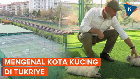 Mengenal Lebih Dekat Kota Kucing di Turkiye